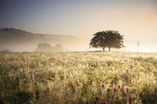 Field Field